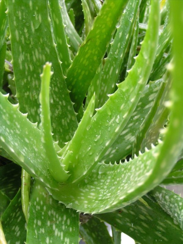 Modicare Well Aloe Vera Juice 1L bottle